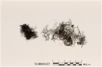 藏品(亞洲小孢髮衣)的圖片